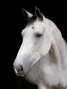 Grey Horse Head Shot Royalty Free Stock Photo