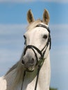 Grey Horse Head Shot Royalty Free Stock Photo