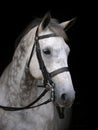 Grey Horse Head Shot Royalty Free Stock Photo