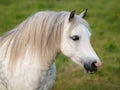 Grey Horse Head Shot Royalty Free Stock Photo