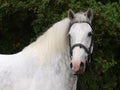 Grey Horse Head Shot Royalty Free Stock Photo