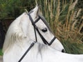 Grey Horse Head Shot Royalty Free Stock Photo