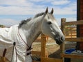 Grey horse head wearing cotton sheet