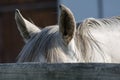 Grey horse hiding behind fence