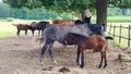 A grey horse and its brown foal in front of a group of horses Royalty Free Stock Photo