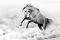 Grey horse jump