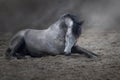 Horse lay in sand Royalty Free Stock Photo