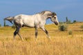 Grey horse in the meadow