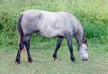 Grey Horse in a meadow grazing Royalty Free Stock Photo