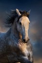 Grey horse in motion Royalty Free Stock Photo
