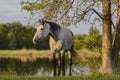 Grey horse near the lake and tree in front position head up Royalty Free Stock Photo