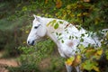 Grey horse portait in the autumn forest. Nature, looking.