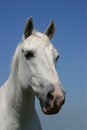 Grey horse portrait Royalty Free Stock Photo