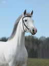 Grey horse, portrait Royalty Free Stock Photo