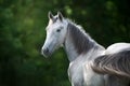 Grey horse portrait Royalty Free Stock Photo