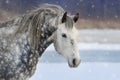 Grey horse portrait Royalty Free Stock Photo