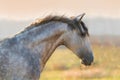 Grey horse portrait Royalty Free Stock Photo