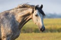 Grey horse portrait Royalty Free Stock Photo
