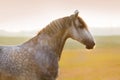 Grey horse portrait Royalty Free Stock Photo