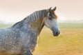 Grey horse portrait Royalty Free Stock Photo