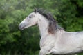 Grey horse portrait Royalty Free Stock Photo