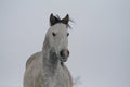 Grey horse portrait on a snow slope hill in winter. Color photo of shades of gray Royalty Free Stock Photo