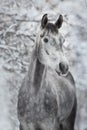 Grey horse portrait in snow Royalty Free Stock Photo