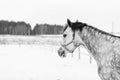 Grey horse portrait in winter with copy space Royalty Free Stock Photo