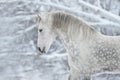 Grey horse portrait Royalty Free Stock Photo