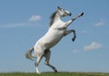 Grey horse rears Royalty Free Stock Photo