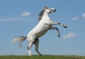 Grey horse rears Royalty Free Stock Photo