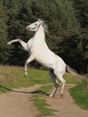 Grey horse rears Royalty Free Stock Photo