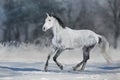 Grey horse run in snow Royalty Free Stock Photo