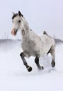 Grey horse runs gallop