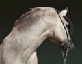 Grey horse side view showing strong muscular neck