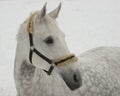 Grey horse on snow