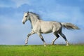 Grey horse trotting