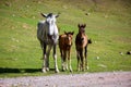 Grey horse and two colts Royalty Free Stock Photo