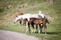 Grey horse and two foals Royalty Free Stock Photo