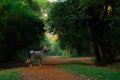 Grey horse standing on the road in dark sunset forest Royalty Free Stock Photo