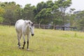 Grey horse walking Royalty Free Stock Photo