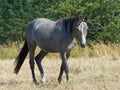 Grey Horse Royalty Free Stock Photo