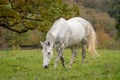 A Grey Horse Walking Though a Field with Trees Royalty Free Stock Photo