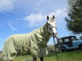 Grey horse wearing fly sheet