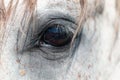 Grey horses brown eye. Macro close up shot Royalty Free Stock Photo