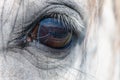 Grey horses brown eye. Macro close up shot Royalty Free Stock Photo