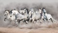 Grey horses run in desert dust Royalty Free Stock Photo