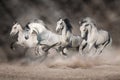 Grey horses run in desert dust Royalty Free Stock Photo