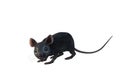 Grey house mouse 3D illustration isolated on white background Royalty Free Stock Photo