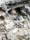 A grey iguana basks in the sunshine of a Mayan pyramid